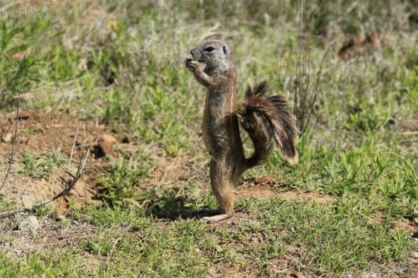 Cape bristle-thighed squirrel (Xerus inauris), adult, alert, standing upright, feeding, Mountain Zebra National Park, Eastern Cape, South Africa
