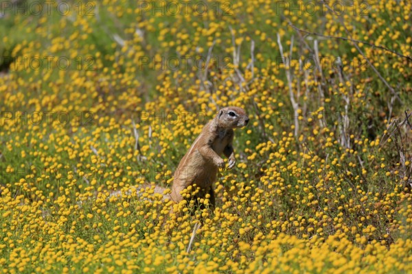 Cape bristle-necked squirrel (Xerus inauris), adult, alert, standing upright, foraging, flower meadow, Mountain Zebra National Park, Eastern Cape, South Africa