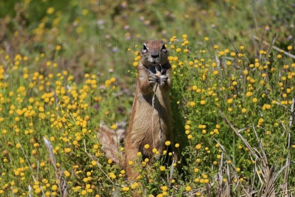 Cape bristle-thighed squirrel (Xerus inauris), adult, alert, standing upright, feeding, flower meadow, Mountain Zebra National Park, Eastern Cape, South Africa