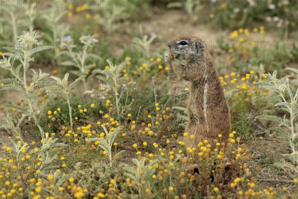 Cape bristle-thighed squirrel (Xerus inauris), adult, standing upright, feeding, flower meadow, Mountain Zebra National Park, Eastern Cape, South Africa