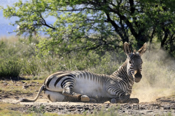 Cape Mountain Zebra (Equus zebra zebra), adult, sand bath, grooming, Mountain Zebra National Park, Eastern Cape, South Africa