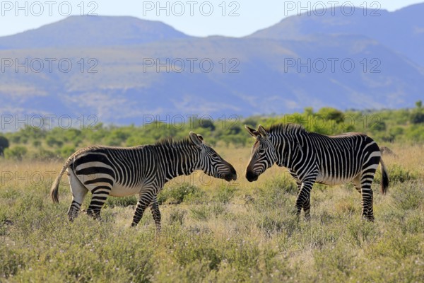 Cape Mountain Zebra (Equus zebra zebra), adult, two, social behaviour, Mountain Zebra National Park, Eastern Cape, South Africa