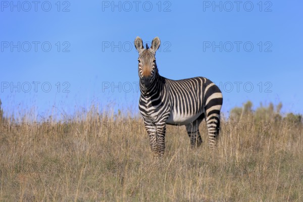 Cape Mountain Zebra (Equus zebra zebra), adult, foraging, Mountain Zebra National Park, Eastern Cape, South Africa