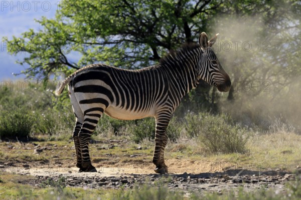 Cape Mountain Zebra (Equus zebra zebra), adult, after sand bath, Mountain Zebra National Park, Eastern Cape, South Africa