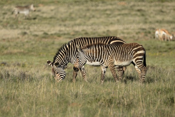 Cape Mountain Zebra (Equus zebra zebra), adult, female, mother, young, foraging, Mountain Zebra National Park, Eastern Cape, South Africa