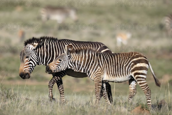 Cape Mountain Zebra (Equus zebra zebra), adult, female, mother, juvenile, social behaviour, Mountain Zebra National Park, Eastern Cape, South Africa