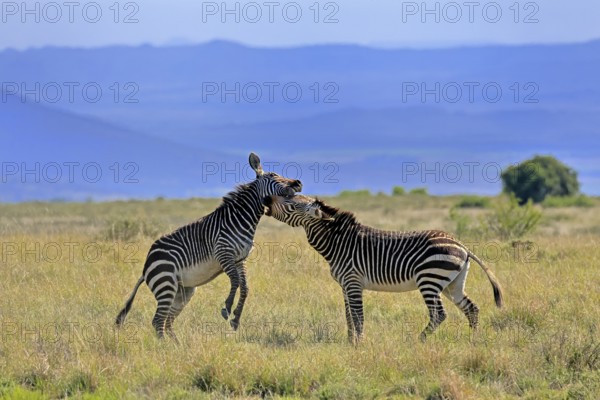 Cape Mountain Zebra (Equus zebra zebra), adult, two, fighting, social behaviour, Mountain Zebra National Park, Eastern Cape, South Africa