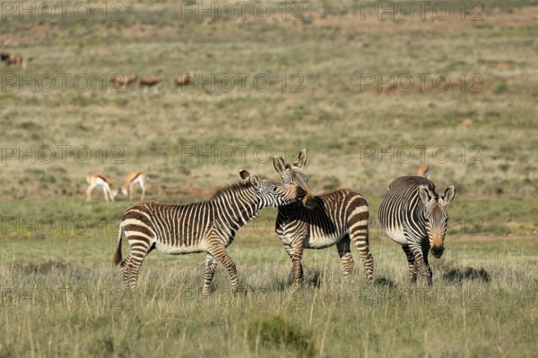 Cape Mountain Zebra (Equus zebra zebra), adult, three, group, social behaviour, foraging, Mountain Zebra National Park, Eastern Cape, South Africa