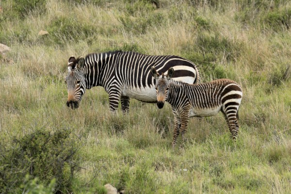 Cape Mountain Zebra (Equus zebra zebra), adult, female, mother, juvenile, social behaviour, feeding, Mountain Zebra National Park, Eastern Cape, South Africa