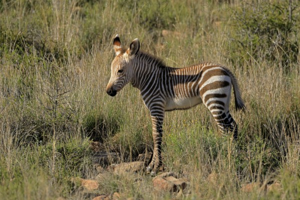 Cape Mountain Zebra (Equus zebra zebra), young animal, foraging, Mountain Zebra National Park, Eastern Cape, South Africa