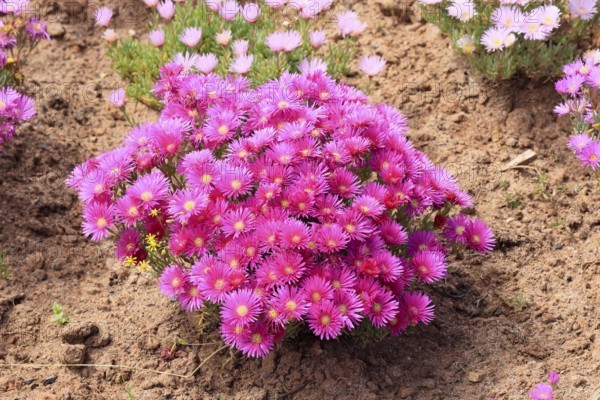 Lampranthus multiradiatus, midday flower, flowering, Karoo Desert Botanic Garden, Worcester, Western Cape, South Africa