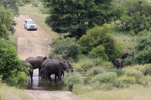 Kruger National Park, South Africa, Africa, riverbed, flooded road, landscape, African elephants, herd, car, vehicle, tourism