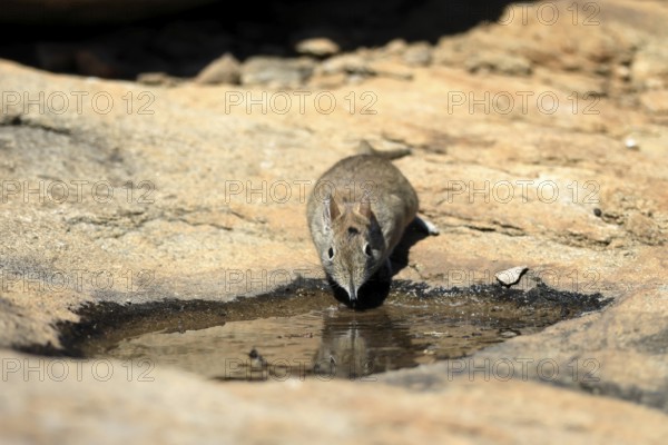 Short-eared elephant shrew (Macroscelides probosideus), adult, at the water, drinking, Mountain Zebra National Park, Eastern Cape, South Africa