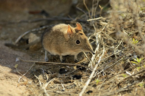 Short-eared elephant shrew (Macroscelides probosideus), adult, foraging, Mountain Zebra National Park, Eastern Cape, South Africa