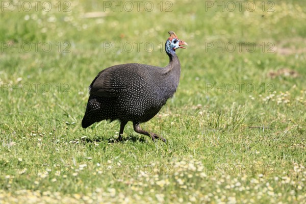 Helmeted guineafowl (Numida meleagris), adult, calling, running, foraging, Kirstenbosch Botanical Gardens, Cape Town, South Africa
