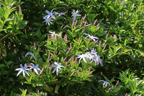 African jasmine (Jasminum multipartitum), flower, in bloom, Kirstenbosch Botanical Gardens, Cape Town, South Africa