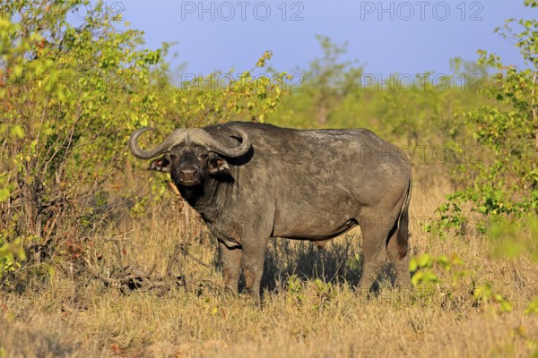 Cape buffalo (Syncerus caffer), adult, male, alert, foraging, Kruger, Kruger National Park, South Africa