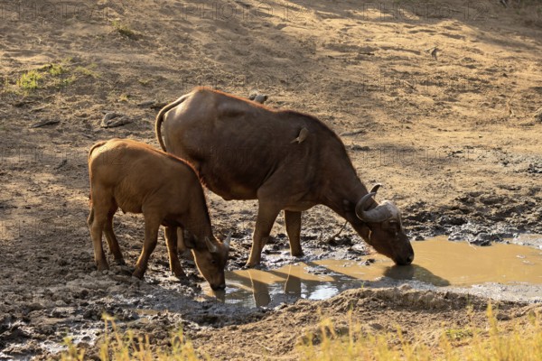Cape buffalo (Syncerus caffer), adult, female, juvenile, drinking, water, Kruger, Kruger National Park, South Africa