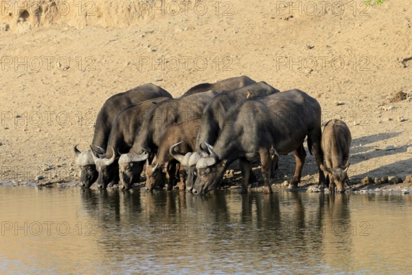 Cape buffalo (Syncerus caffer), adult, young animal, drinking, water, herd, Kruger, Kruger National Park, South Africa