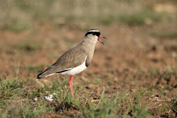 Crowned Lapwing (Vanellus coronatus) adult, alert, calling, Mountain Zebra National Park, South Africa