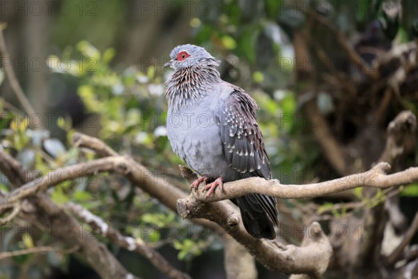 Guinea Pigeon (Columba guinea), Streak-necked Pigeon, adult, on tree, Cape Town, South Africa