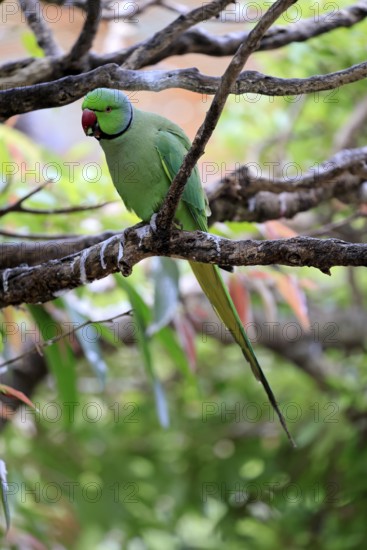 Collared Conure (Psittacula krameri), Alexander's Conure, adult male, on tree, Western Cape, South Africa
