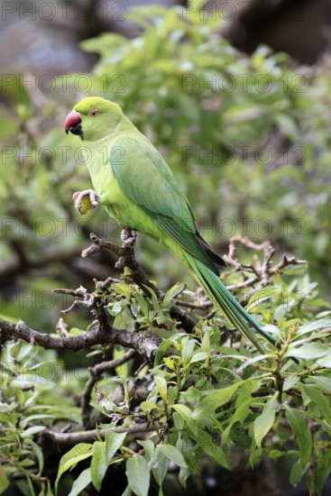 Collared Conure (Psittacula krameri), Alexander's Conure, adult, male, on tree, feeding, with food, Western Cape, South Africa