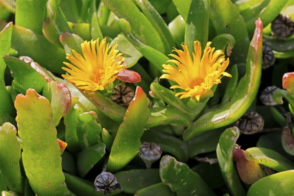 Tongue-leaf plant, succulent species, flower, flowering, yellow, Karoo Botanic Gardens, Worcester, Western Cape, South Africa
