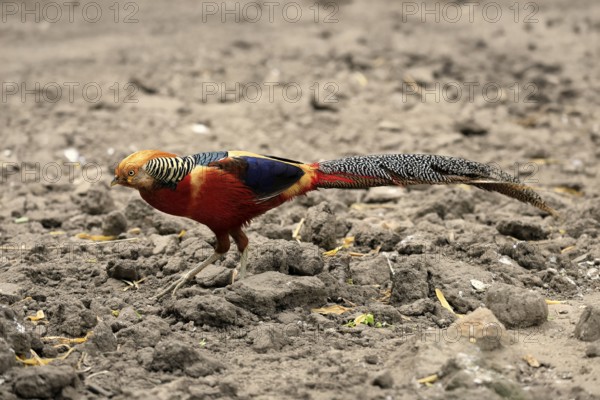 Golden Pheasant (Chrysolophus pictus), adult, male, captive, China