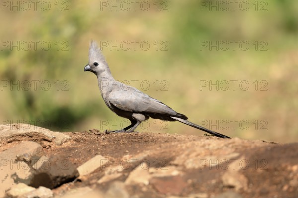 Grey Go-away-bird (Crinifer concolor), Grey Go-away-bird, adult, on ground, foraging, alert, Kruger, Kruger National Park, South Africa