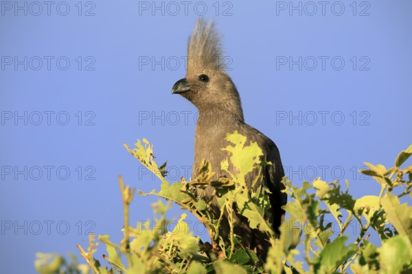 Grey Go-away-bird (Crinifer concolor), Grey Go-away-bird, adult, on tree, alert, portrait, Kruger, Kruger National Park, South Africa