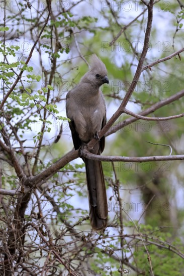 Grey Go-away-bird (Crinifer concolor), Grey Go-away-bird, adult, on tree, alert, Kruger, Kruger National Park, South Africa