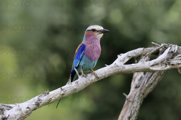 Forked Roller (Coracias caudata), adult, on guard, Kruger, Kruger National Park, South Africa