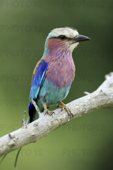 Forked Roller (Coracias caudata), adult, on guard, Kruger, Kruger National Park, South Africa