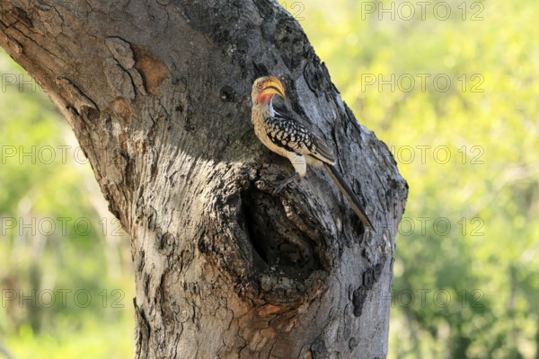 Southern Yellow-billed Hornbill (Tockus leucomelas), Red-ringed Hornbill, adult, male, at breeding den, alert, Kruger, Kruger National Park, South Africa