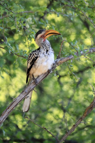 Southern Yellow-billed Hornbill (Tockus leucomelas), Red-ringed Hornbill, adult, on tree, alert, Kruger, Kruger National Park, South Africa
