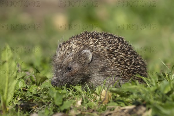 European hedgehog (Erinaceus europaeus) adult animal in an urban garden, England, United Kingdom