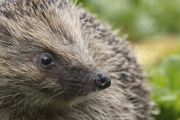 European hedgehog (Erinaceus europaeus) adult animal head portrait, England, United Kingdom