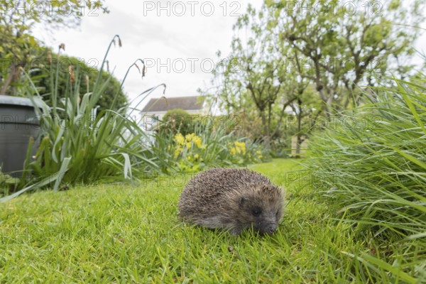 European hedgehog (Erinaceus europaeus) adult animal on an urban garden grass lawn with a house in the background in springtime, England, United Kingdom