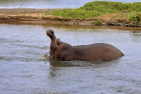 Hippopotamus (Hippopatamus amphibius), adult, in water, yawning, threatening, Kruger, Kruger National Park, South Africa
