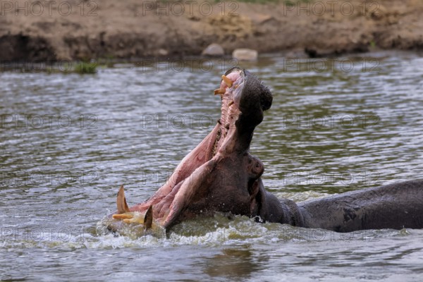 Hippopotamus (Hippopatamus amphibius), adult, in water, yawning, threatening, portrait, Kruger, Kruger National Park, South Africa