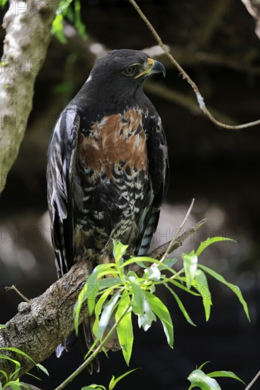 Rock Buzzard (Buteo rufofuscus), Jackal Buzzard, adult, on tree, perch, South Africa