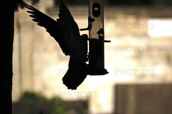 Pigeon at a feeding place, summer, Germany