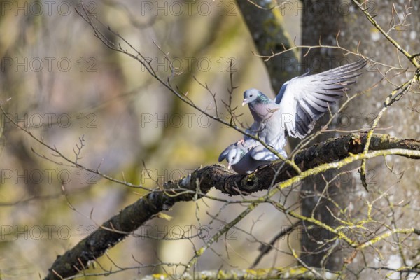 Stock Dove (Columba oenas) Pairs Germany