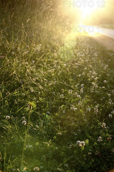 Evening atmosphere in a park, summer, Germany
