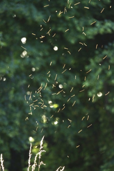 Summer evening in a park, insect flight, Germany
