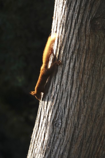 Squirrel (Sciurus vulgaris), summer, Germany