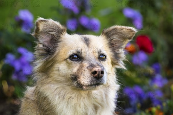 Light brown mixed-breed dog, medium-length coat, portrait, in the garden. Older dog, white muzzle. Germany
