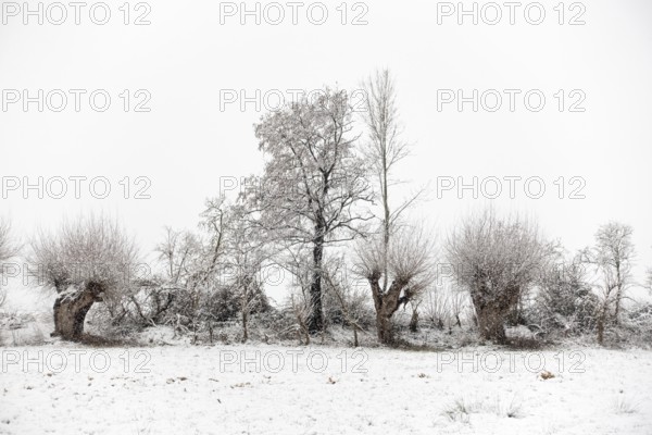 Winter walk through a landscape with old gnarled pollarded trees, pollarded willows in the snow on the Lower Rhine, on the left bank of the Rhine between Düsseldorf and Meerbusch, Ilvericher Altrheinschlinge, native nature, rare weather conditions in the Rhineland, Lower Rhine, Meerbusch, North Rhine-Westphalia, Germany, Western Europe