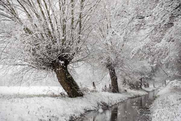 Stream, old drainage ditch in the Rhine floodplains near Meerbusch in winter with snow, Ilvericher Altrheinschlinge with snowfall, local nature, landscapes in the snow, rare weather conditions in the Rhineland, Lower Rhine, Meerbusch, North Rhine-Westphalia, Germany, Western Europe